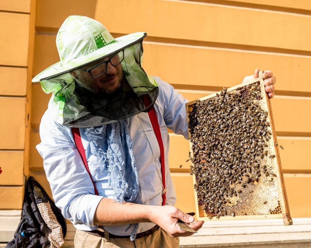 Aż 80 tysięcy pszczół zamieszkało we Wrocławiu. – MiejscaWeWroclawiu.pl