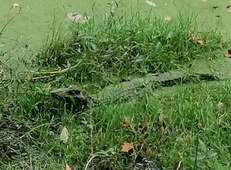 Na wrocławskim Rędzinie zamieszkał aligator.