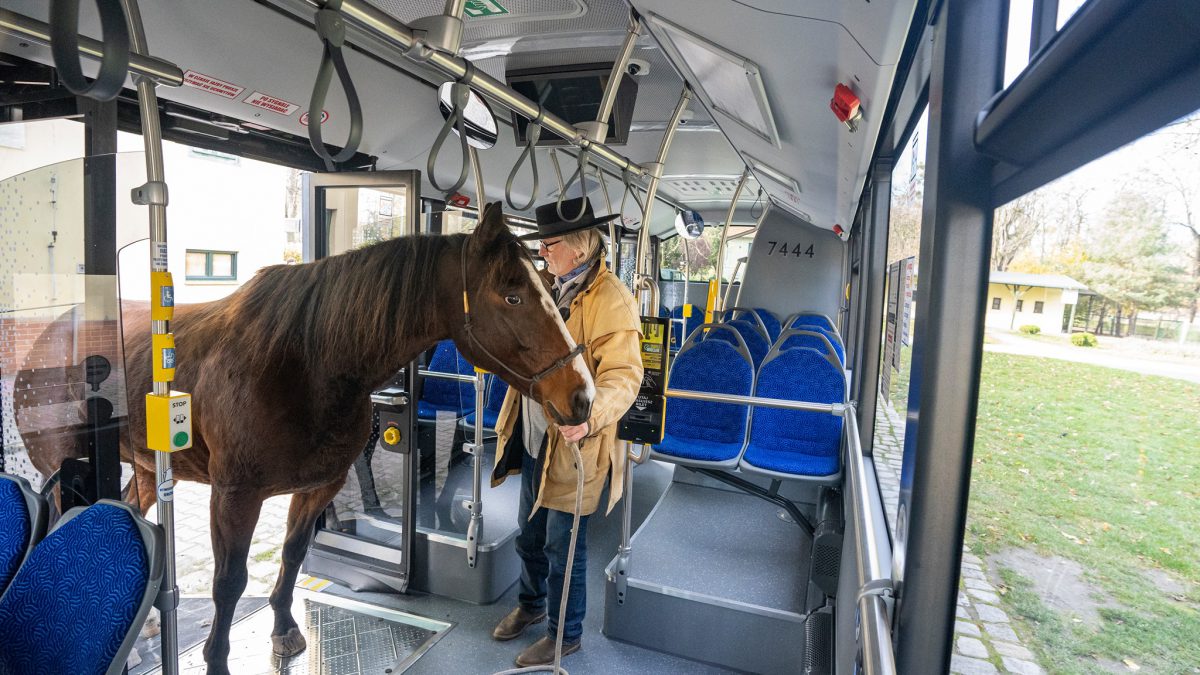 „Koń, który jeździł autobusem”. Sprawdź dzisiejszą akcję MPK Wrocław.