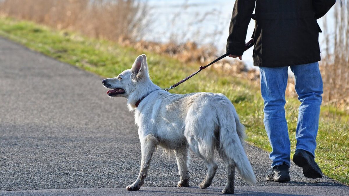 Pilnuj swojego psa podczas spaceru w okolicy Nadodrza.