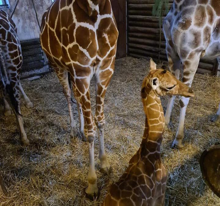 We wrocławskim zoo przyszła na świat żyrafa.