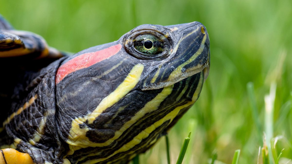 Inwazyjne żółwie zostaną odłowione z fosy miejskiej.