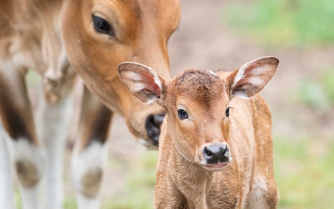 Jedne z najrzadszych krów świata urodziły się we wrocławskim zoo.