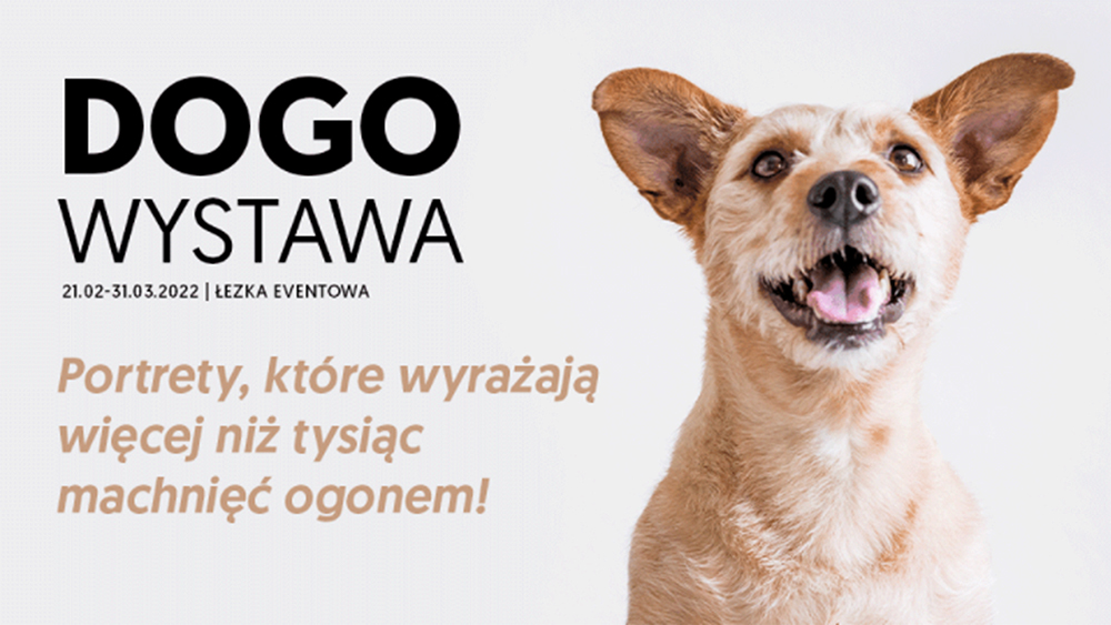 „Dogowystawa” – wystawa zdjęć psów z wrocławskiego schroniska, czekających na adopcję.