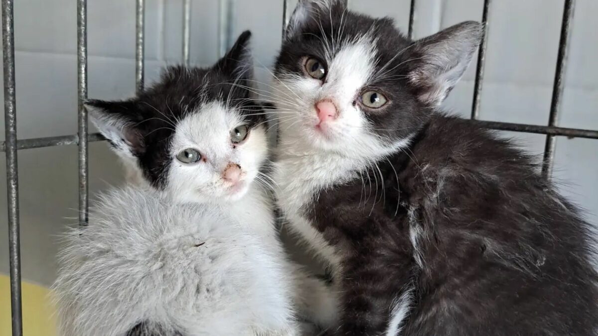 Prawie 200 kotów czeka na adopcję we wrocławskim schronisku.