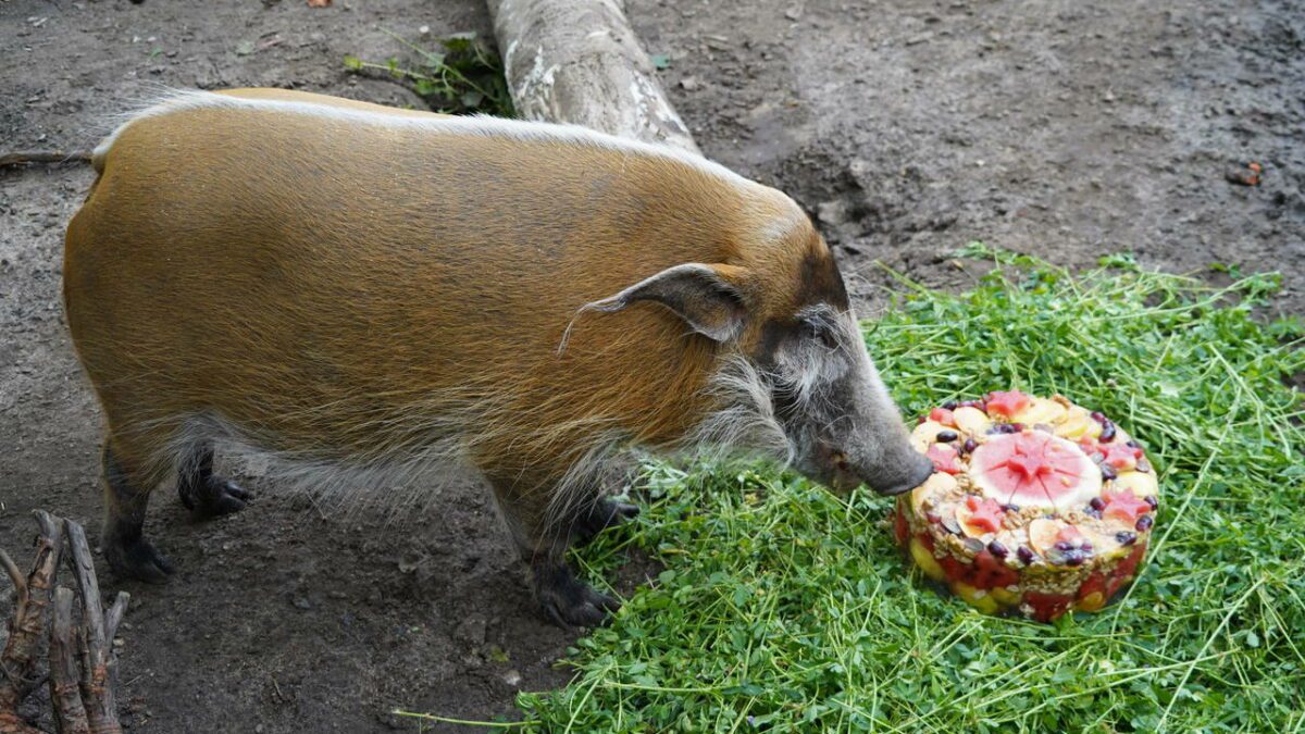 17. urodziny Petunii – afrykańskiej świni rzecznej z wrocławskiego zoo.