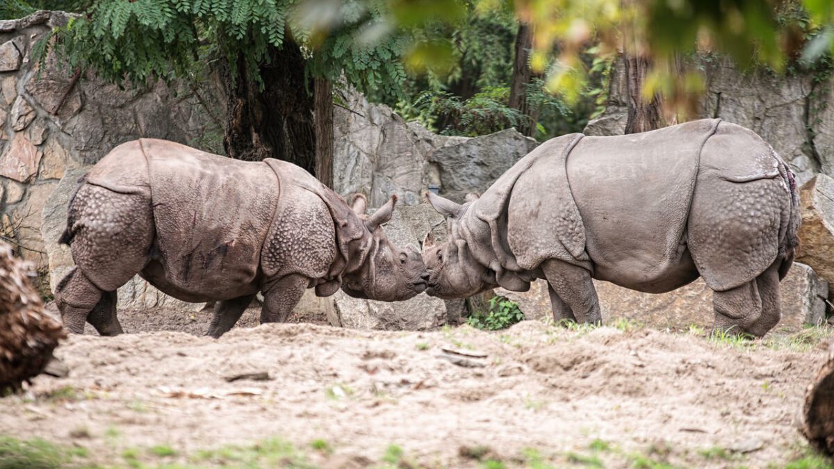 Dziś Światowy Dzień Nosorożca. Zobacz, jak wyglądało świętowanie we wrocławskim zoo.