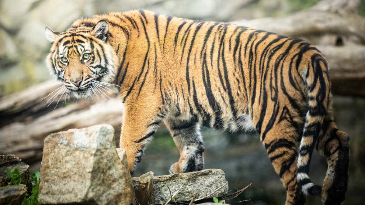 Młoda tygrysica z wrocławskiego zoo wyjechała do Cottbus w Brandenburgii.