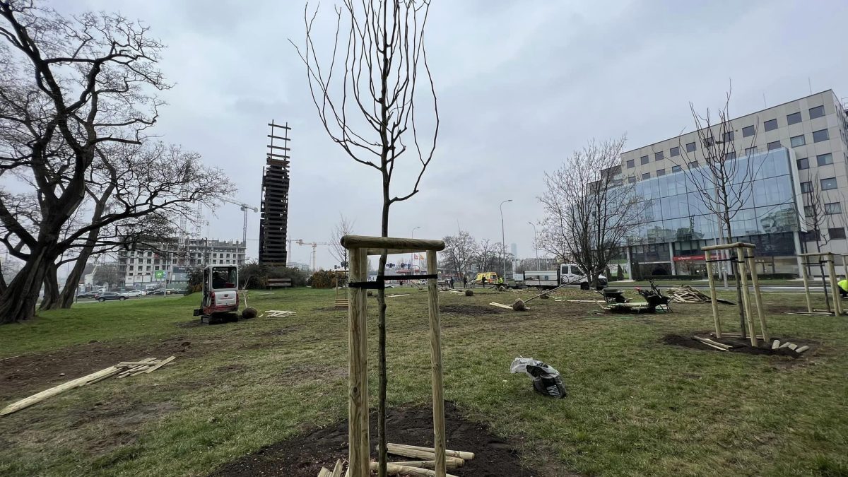 Trwa sadzenie drzew przy ul. Legnickiej i Lotniczej.