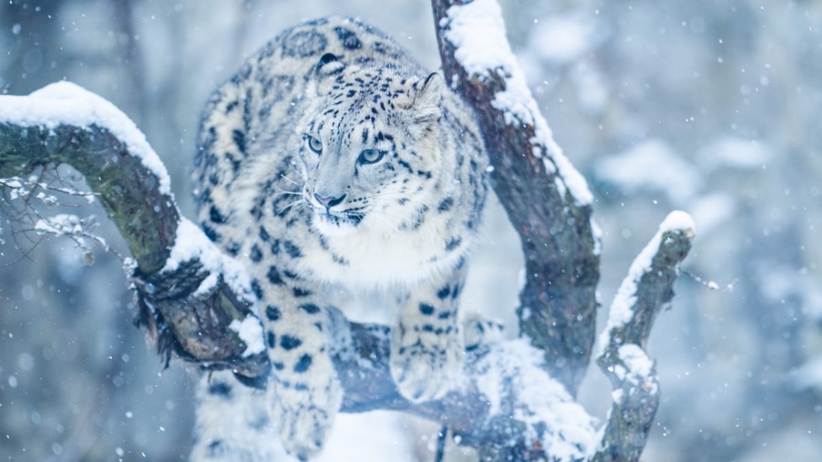 Zima w Zoo Wrocław – przekonaj się, które zwierzęta łatwiej zobaczyć teraz, niż latem.