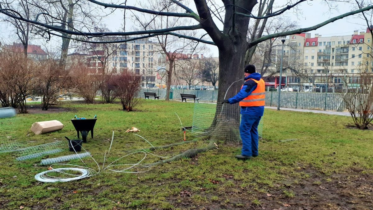 Zarząd Zieleni Miejskiej zabezpiecza drzewa przed bobrami.