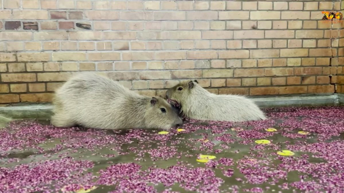 Zobacz, jak spędzają Walentynki kapibary w Zoo Wrocław [WIDEO].