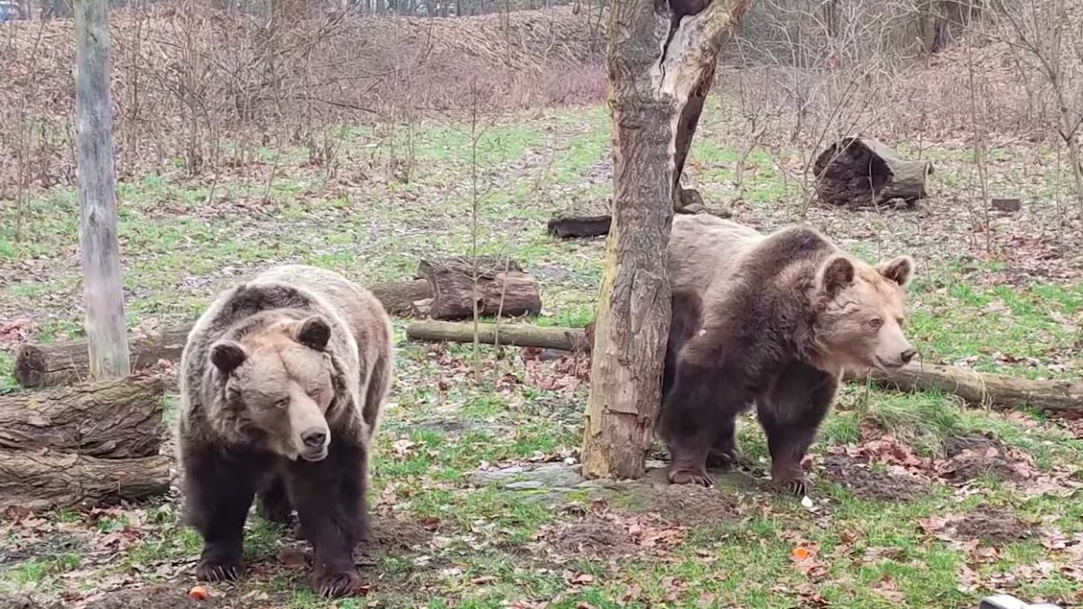 Niedźwiedzie z wrocławskiego zoo wyszły na wybieg po zimowej przerwie.