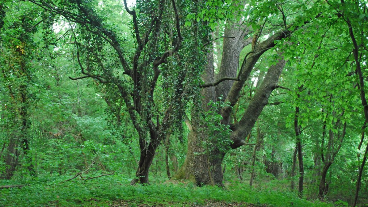 170-letni dąb z Lasu Kuźnickiego może zostać polskim „Drzewem Roku”. [GŁOSOWANIE]