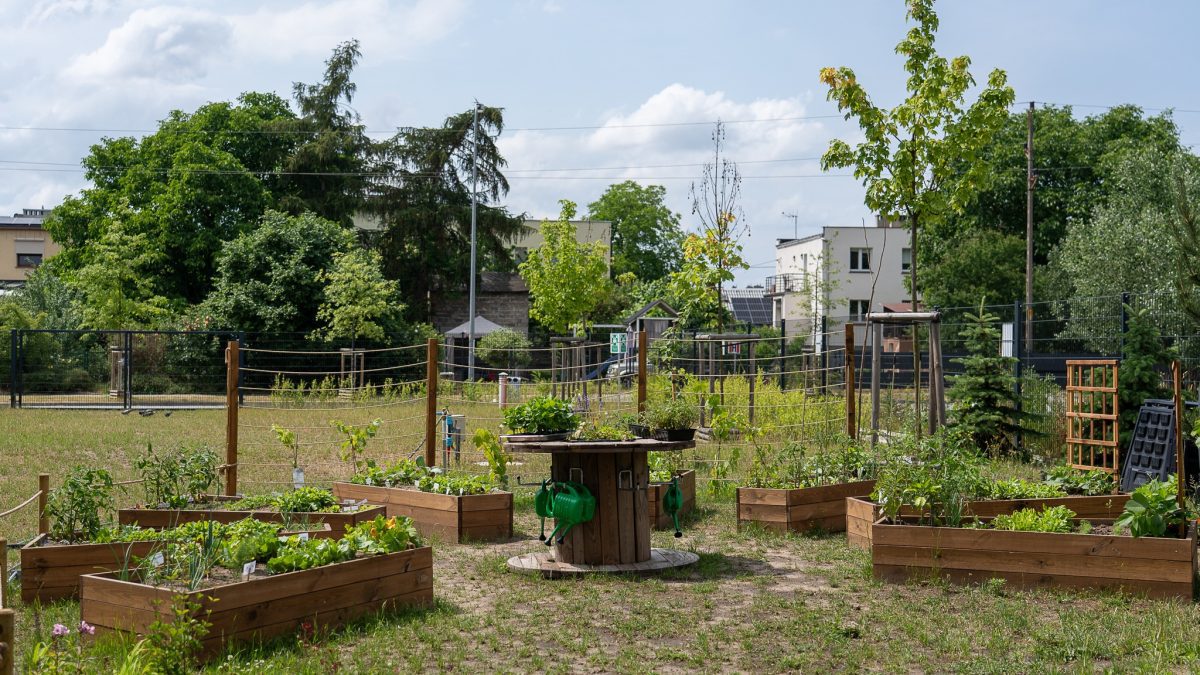 Kolejne ogródki warzywne powstają przy wrocławskich szkołach.