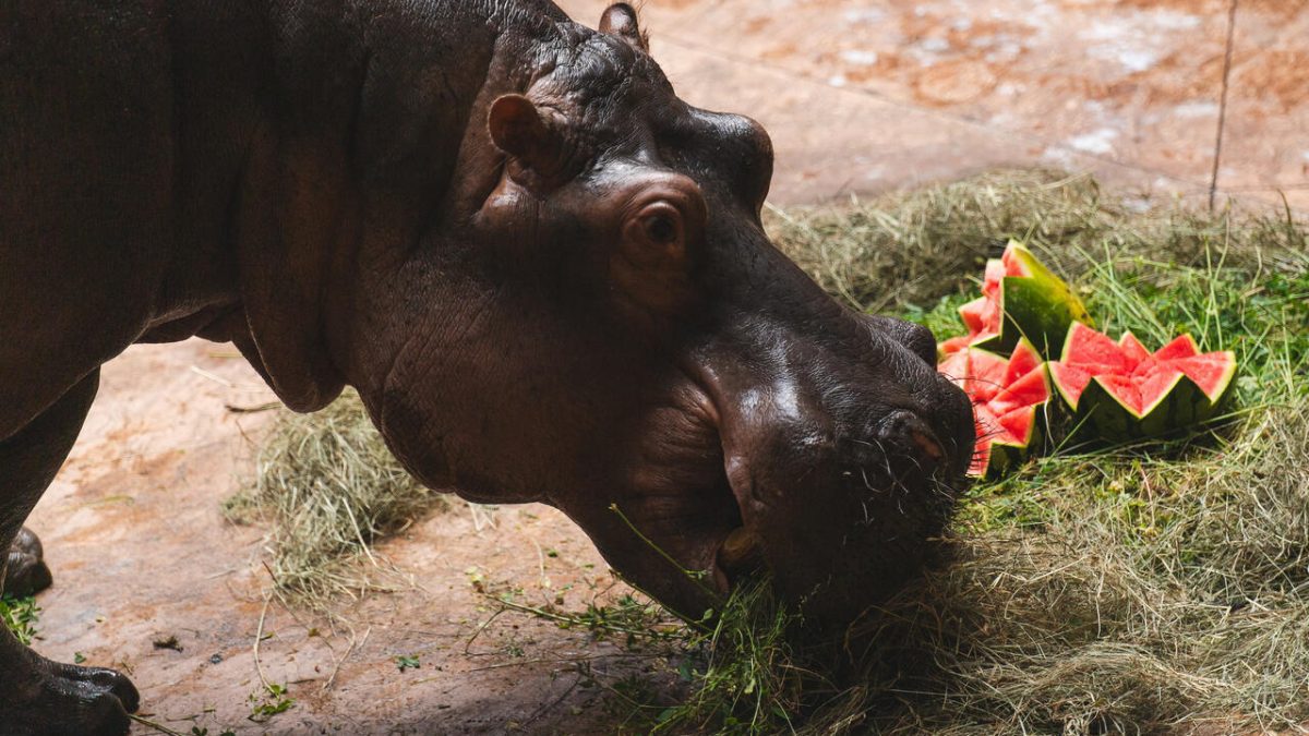 28. urodziny hipopotamicy z wrocławskiego zoo. Jubilatka otrzymała tort z arbuzów.