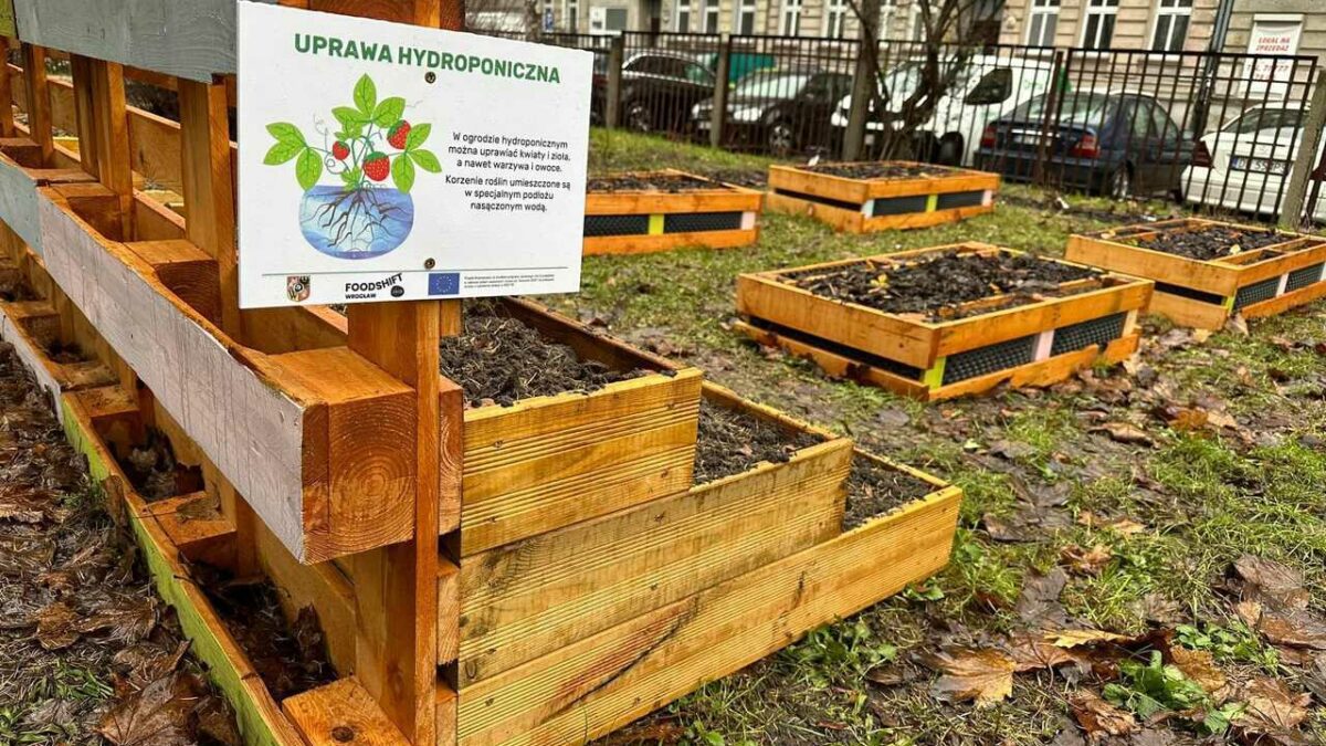 Coraz więcej ogródków warzywnych przy wrocławskich szkołach i przedszkolach.