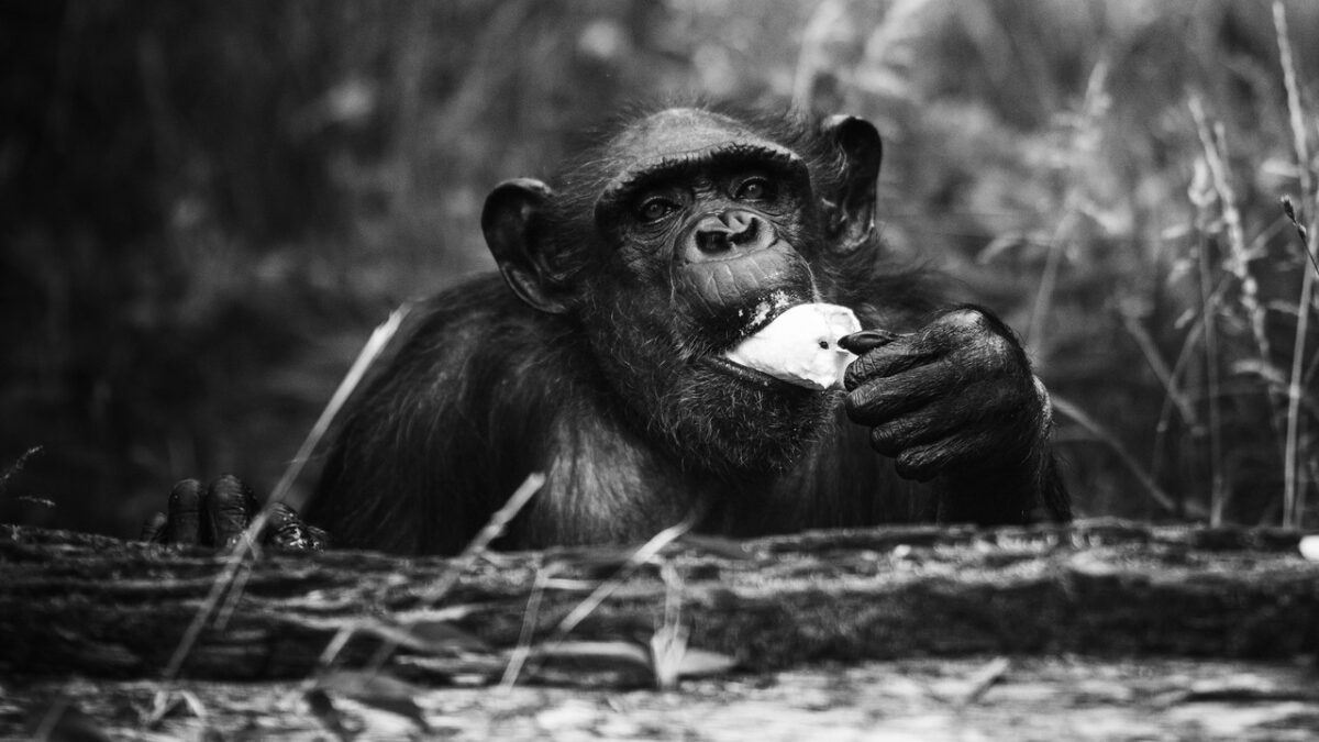 Smutna wiadomość z wrocławskiego zoo. Nie żyje 43-letnia szympansica Kizi.