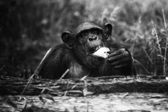 szympansica kizi zoo wroclaw
