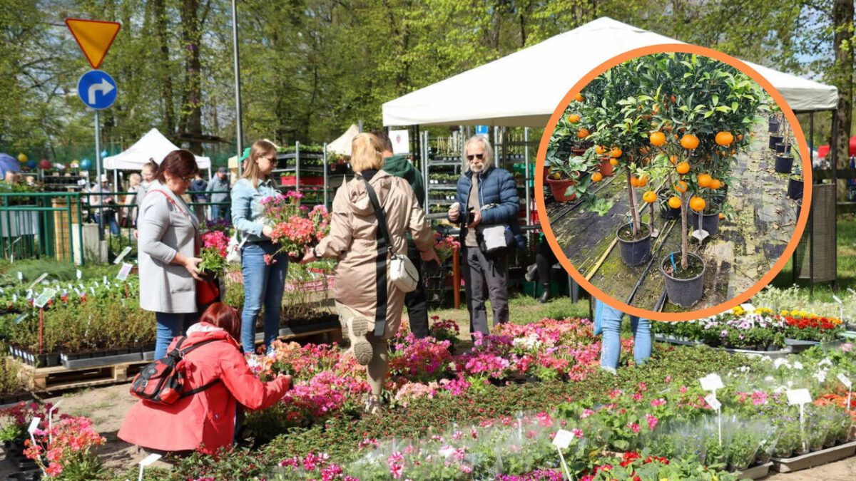 Już 27-28 kwietnia Kiermasz Ogrodniczy „Pamiętajcie o ogrodach” na Partynicach.
