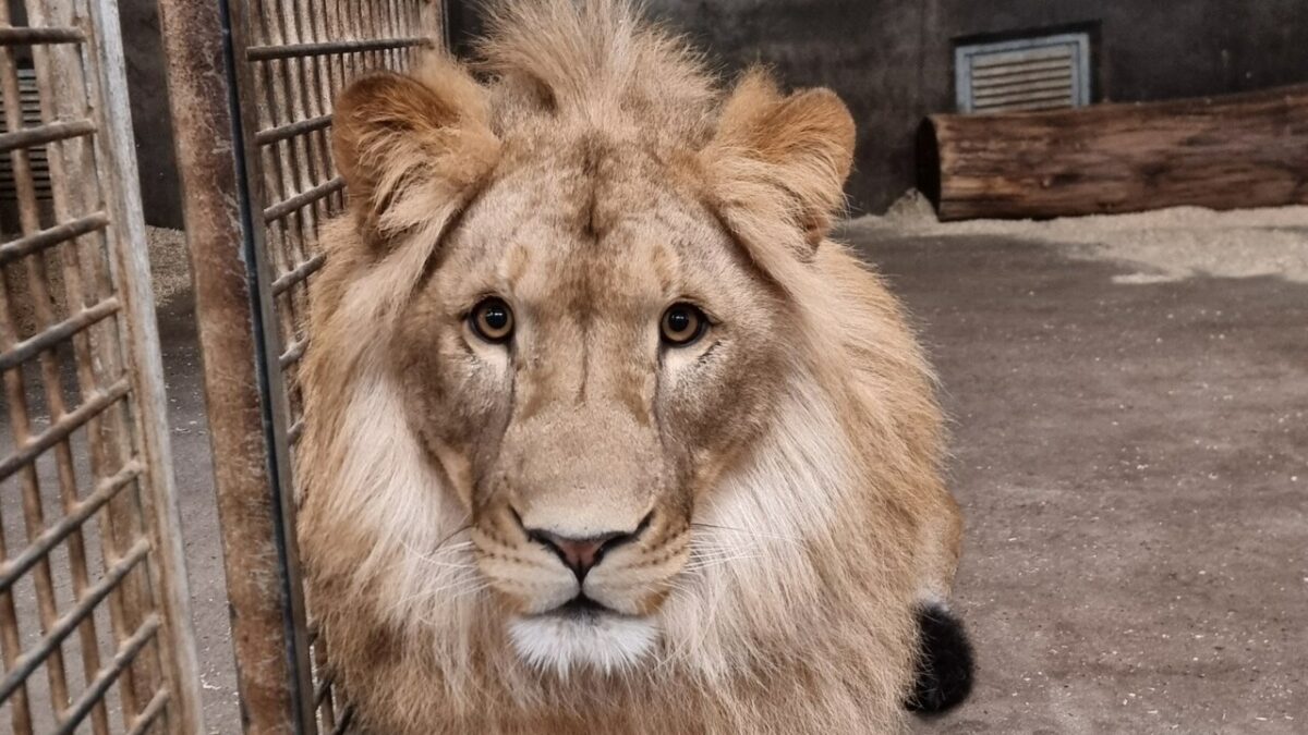 Trwa głosowanie na imię dla lwa, który zamieszka w Zoo Wrocław. Wybierz swoją propozycję.