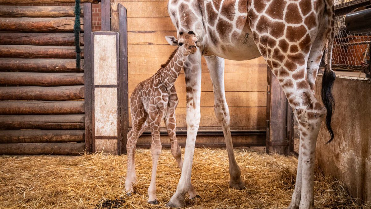 We wrocławskim zoo urodziła się żyrafa. Nie odstępuje mamy na krok.